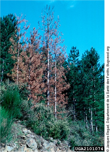 Pine trees attacked by Ips sexdentatus