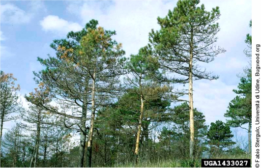 Pine trees attacked by Ips sexdentatus