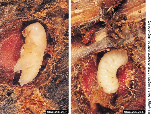 Pupa and larba Ips sexdentatus